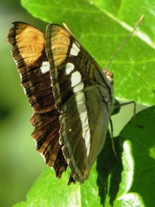 california sister butterfly