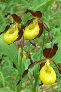 Lady's-slipper orchid